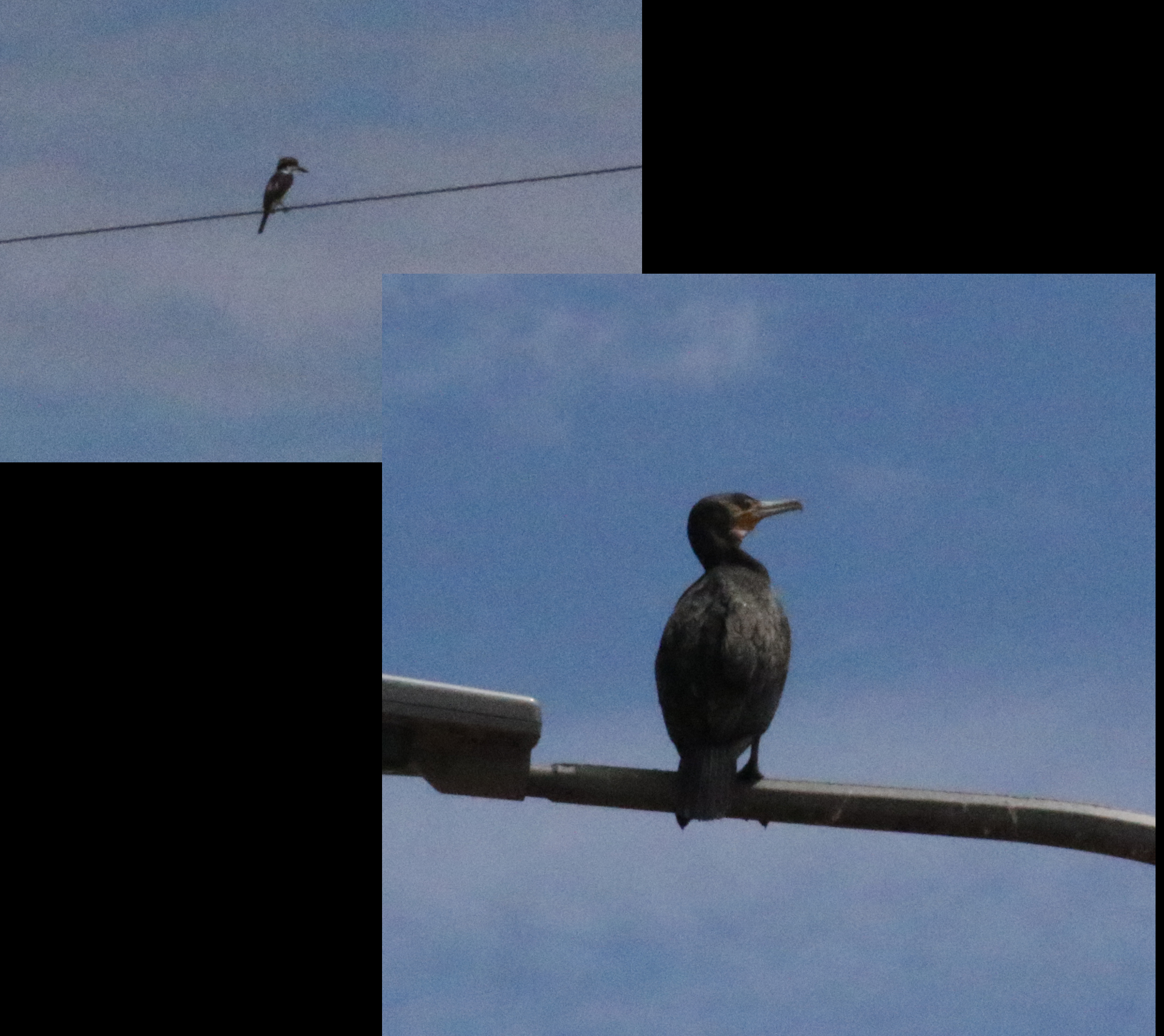Water Birds in Coober Pedy: A Sign of Big Things to Come?